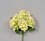 AS31643 CRM 16" HYDRANGEA BUSH