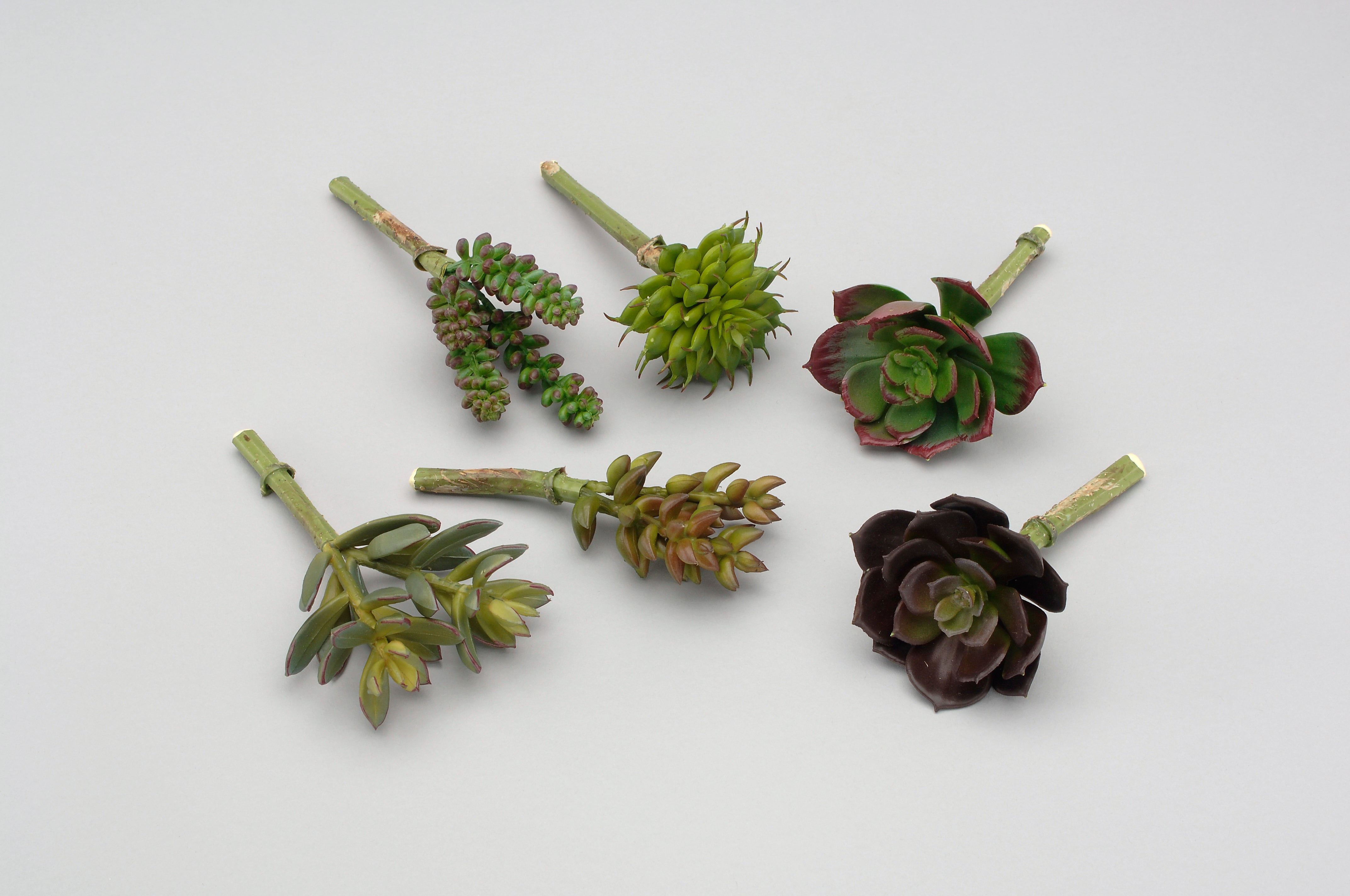 AG17842 SMALL SUCCULENT 6 ASSORTED 12PC