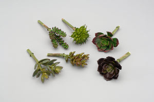 AG17842 SMALL SUCCULENT 6 ASSORTED 12PC