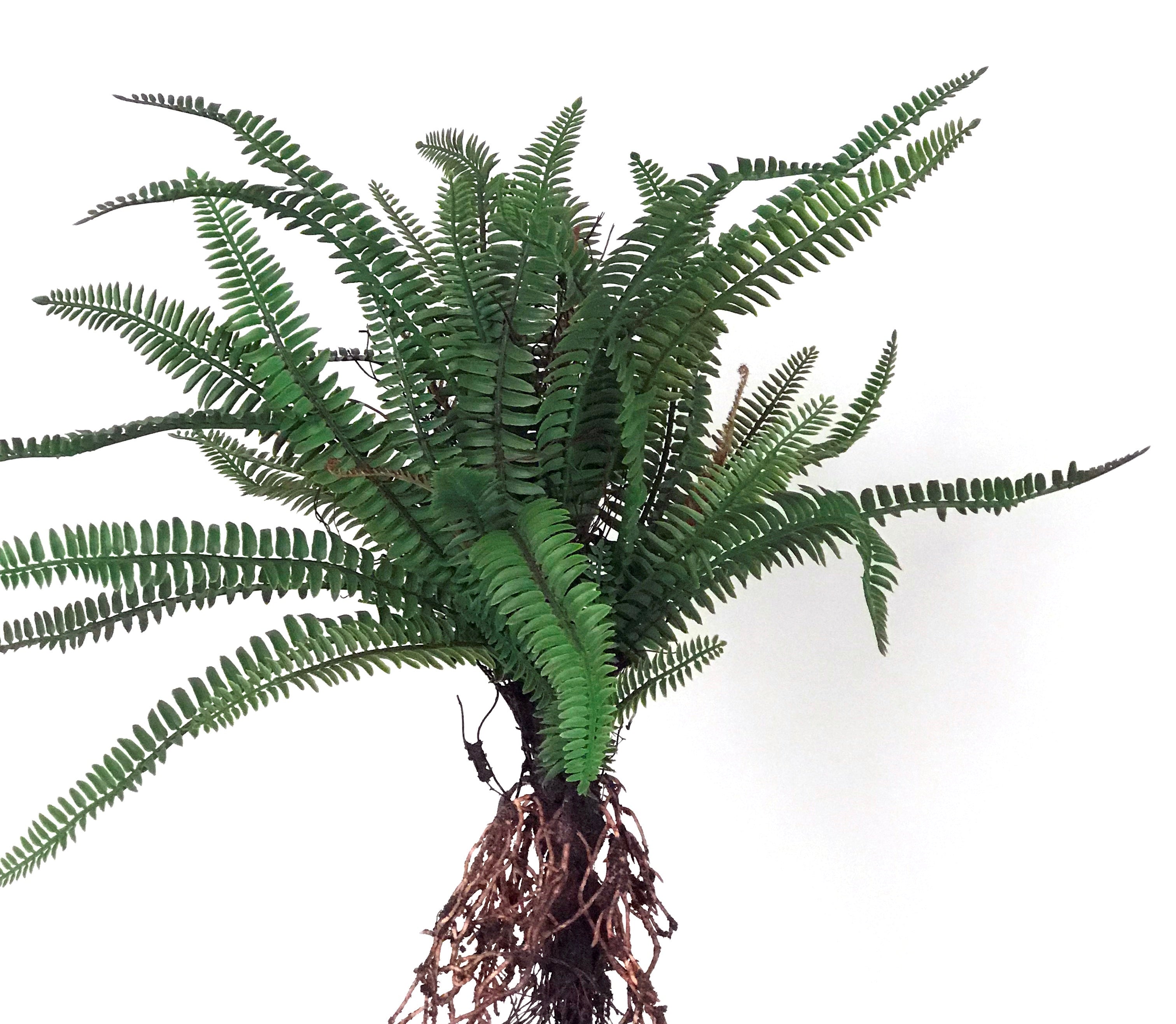 K366 21" LARGE FERN BUSH WITH ROOTS