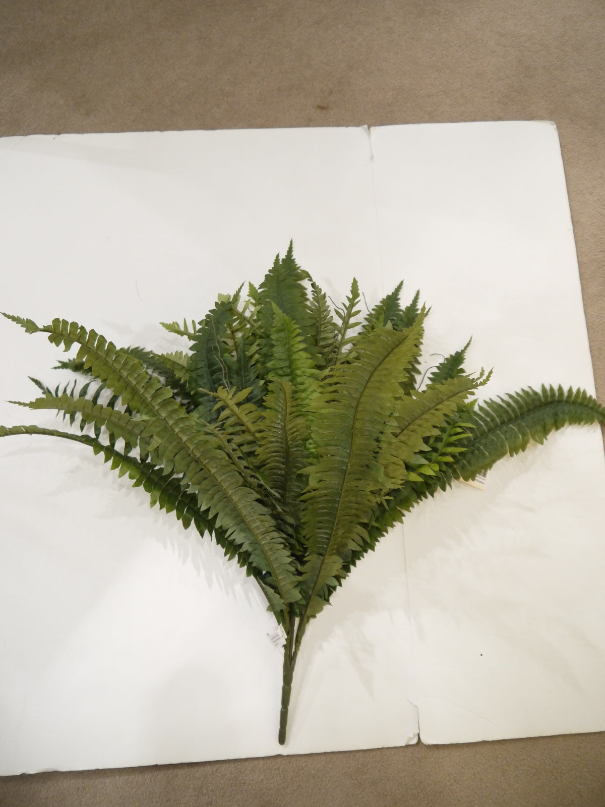 SS190481 BOSTON FERN BUSH X48